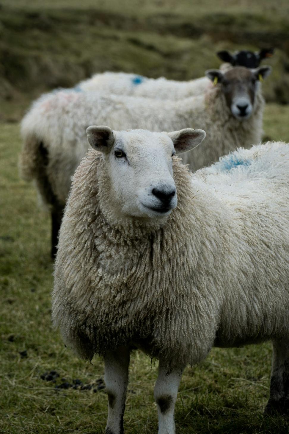 Natural Insulation